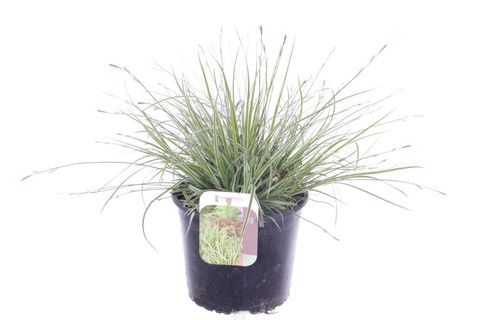Carex 'White Dragon'