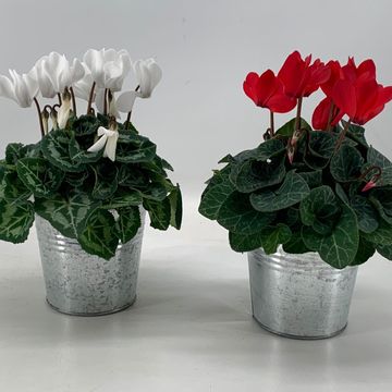 Cyclamen SUPER SERIE VERANO MIX