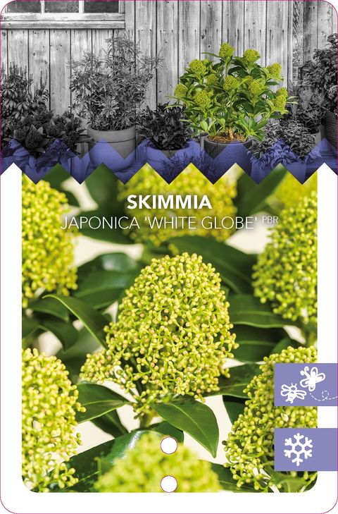 Skimmia japonica ВАЙТ ГЛОБ