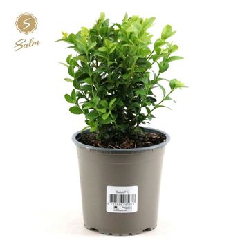 Buxus sempervirens