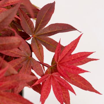 Acer palmatum 'Little Red'