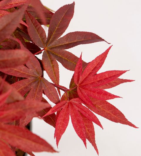Acer palmatum 'Little Red'