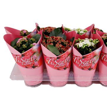 Kalanchoe blossfeldiana CALANDIVA MIX