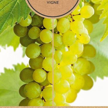 Vitis 'Solaris'