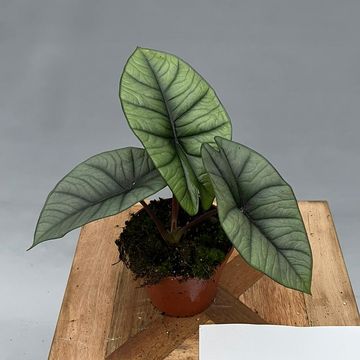 Alocasia 'Platinum'