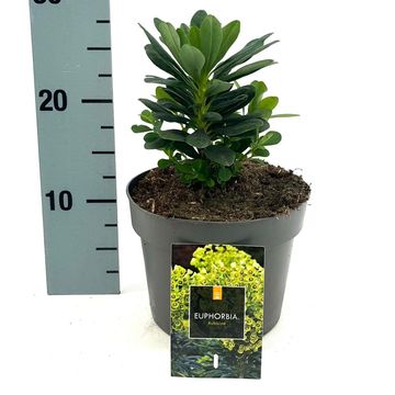 Euphorbia amygdaloides robbiae