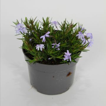 Phlox 'Atropurpurea'