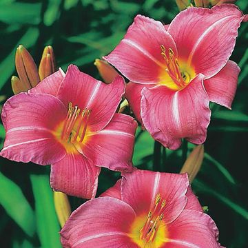 Hemerocallis 'Summer Wine'