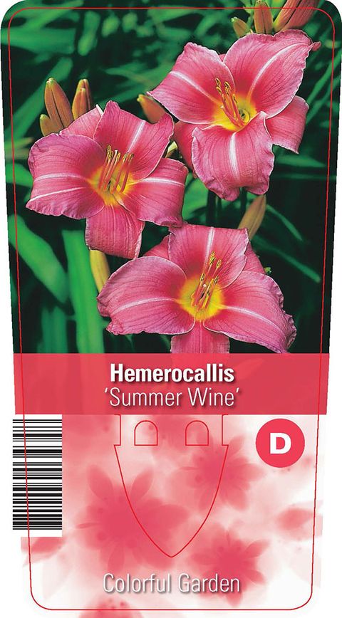 Hemerocallis 'Summer Wine'