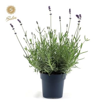 Lavandula angustifolia 'Felice'