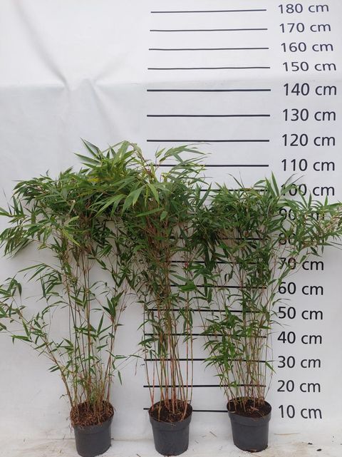 Fargesia murielae 'Rufa'