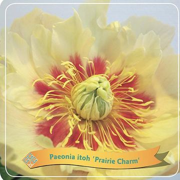 Пион 'Prairie Charm'