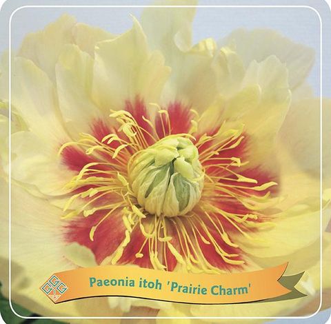 Paeonia 'Prairie Charm'