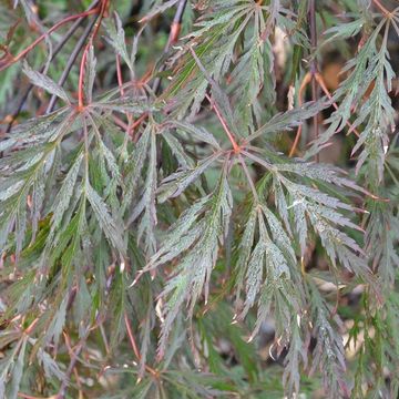 Acer palmatum 'Inaba-shidare'