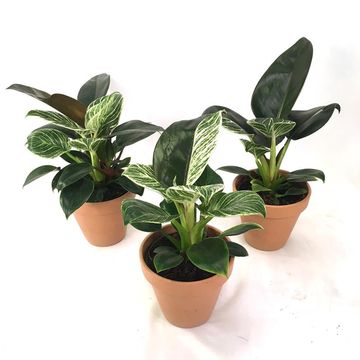 Philodendron 'Birkin Congo'