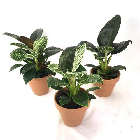 Philodendron 'Birkin Congo'