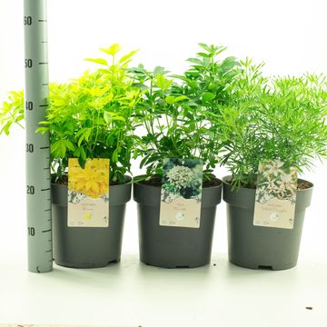 Choisya ternata MIX