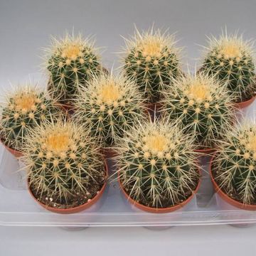 Echinocactus grusonii