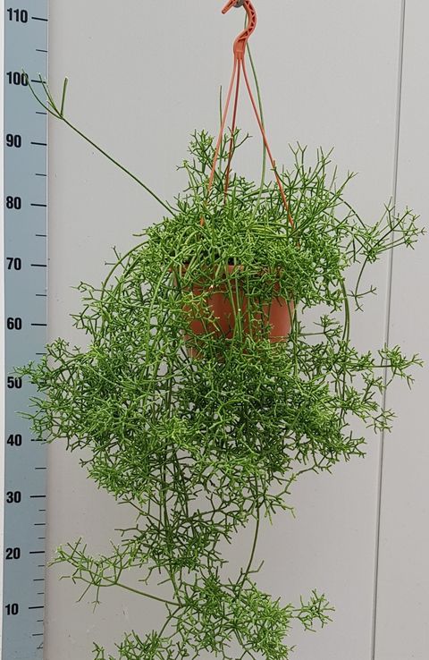 Rhipsalis cereuscula