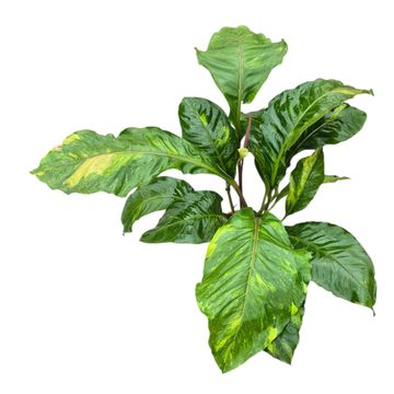 Anthurium hookeri 'Variegata'