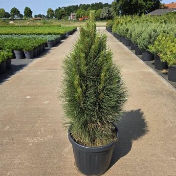 Pinus nigra 'Green Tower'