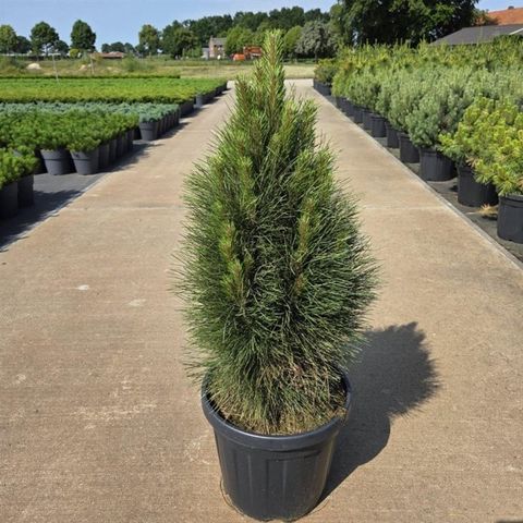 Pinus nigra 'Green Tower'