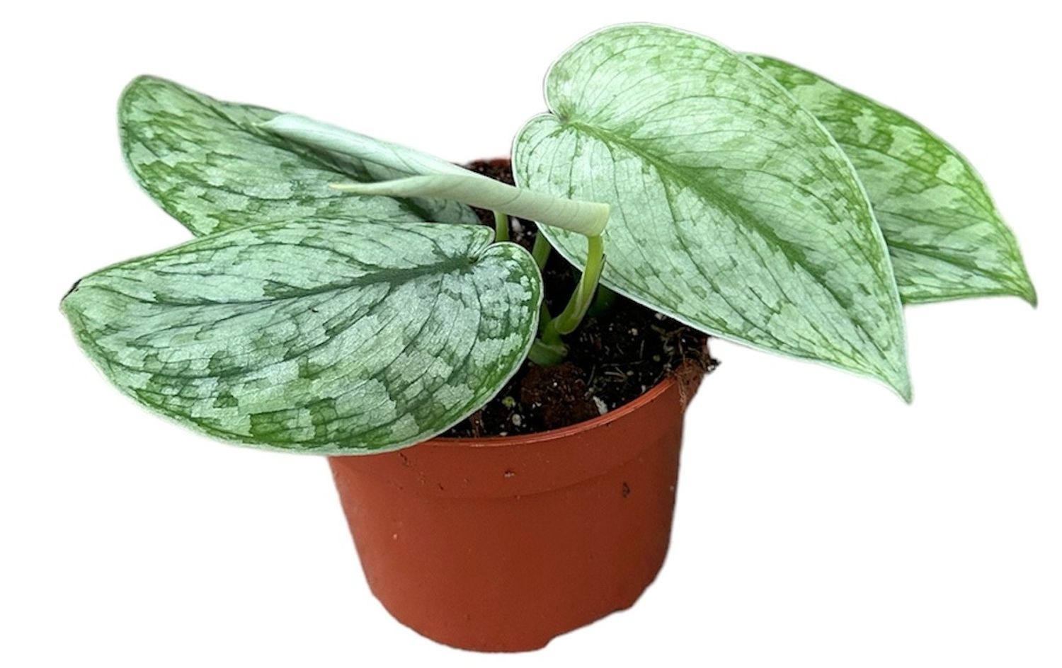 glücksfeder welcher dünger Glücksfeder | Zamioculcas zamiifolia main image 1