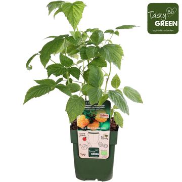 Rubus idaeus 'Autumn Amber'