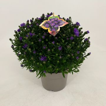 Aster ALPHA PURPLE ROCKET