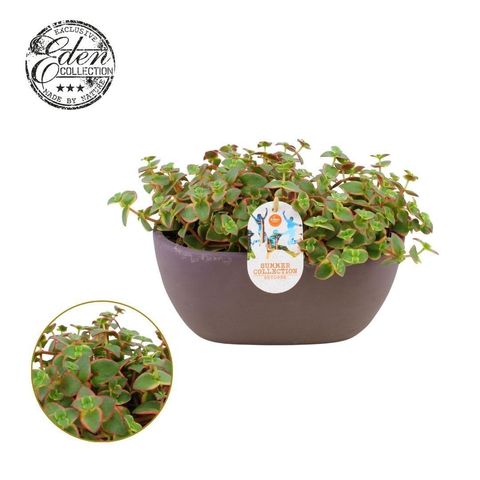 Crassula pellucida