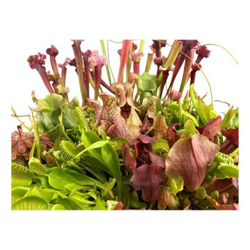 Carnivorous plants MIX IN POT