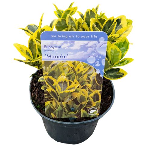 Euonymus japonicus MARIEKE