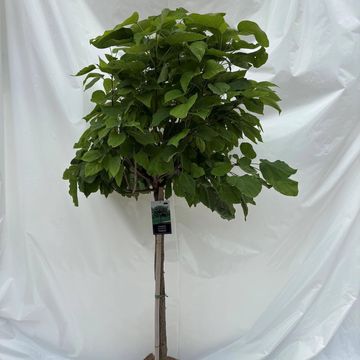 Catalpa bignonioides 'Nana'