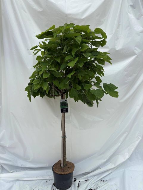 Catalpa bignonioides 'Nana'