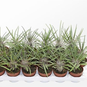 Pachypodium geayi