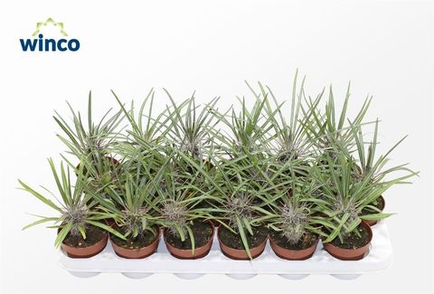 Pachypodium geayi