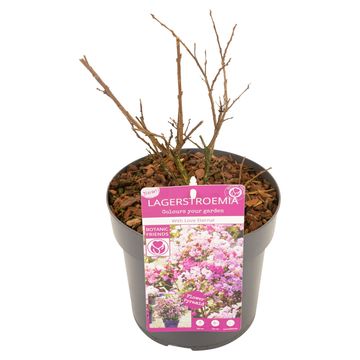 Lagerstroemia indica WITH LOVE ETERNAL