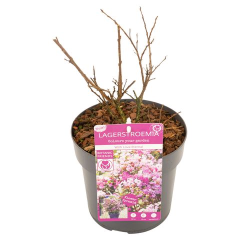 Lagerstroemia indica WITH LOVE ETERNAL