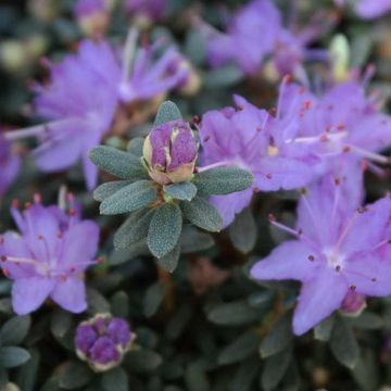 Rhododendron 'Silvester' (AJ)