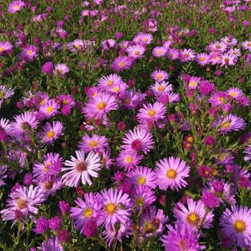 Aster 'Herbstgruss vom Bresserhof'