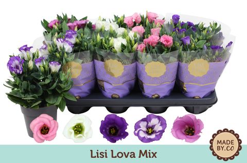 Eustoma MIX