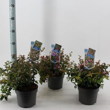 Abelia MIX