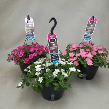 Petunia MIX