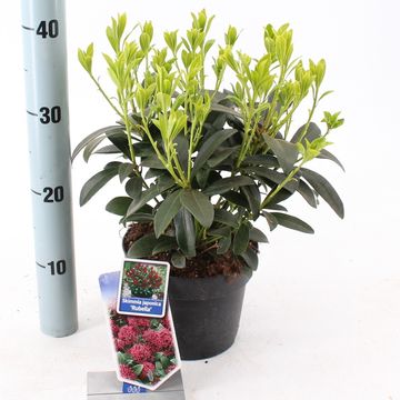 Skimmia japonica 'Rubella'