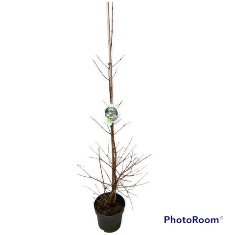 Viburnum plicatum KILIMANDJARO