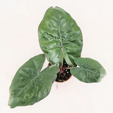 Alocasia 'Yucatan Princess'