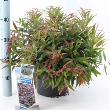 Leucothoe keiskei BURNING LOVE