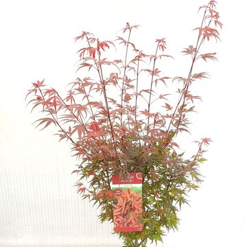 Acer palmatum 'Shaina'