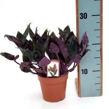 Tradescantia spathacea 'Roxxo'