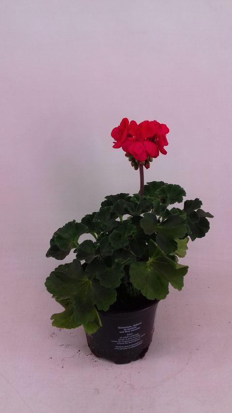 Pelargonium LUCKY